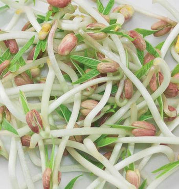 SS102A Mung Beans